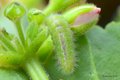 Pelargonijin p&hellip;