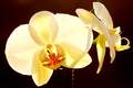 Phalaenopsis a&hellip;