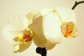 Phalaenopsis a&hellip;