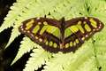 Philaethria di&hellip;