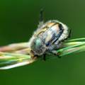 Trichius fasci&hellip;