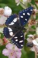 Plavi admiral,&hellip;