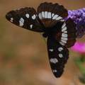 Plavi admiral,&hellip;