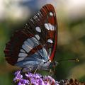 Plavi admiral,&hellip;