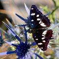 Plavi admiral,&hellip;