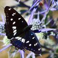 Plavi admiral,&hellip;