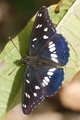 Plavi admiral,&hellip;
