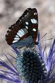 Plavi admiral,&hellip;
