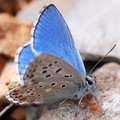 Azurni plavac,&hellip;
