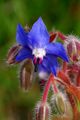 Poreč, Borago &hellip;