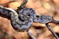Poskok, Vipera&hellip;