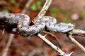 Poskok, Vipera&hellip;