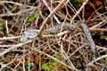 Poskok, Vipera&hellip;