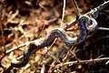 Poskok, Vipera&hellip;