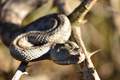 Poskok, Vipera&hellip;