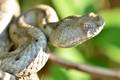 Poskok, Vipera&hellip;