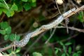 Poskok, Vipera&hellip;