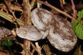 Poskok, Vipera&hellip;