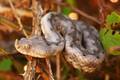 Poskok, Vipera&hellip;