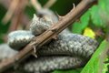 Poskok, Vipera&hellip;