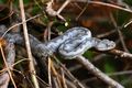 Poskok, Vipera&hellip;
