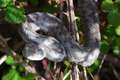 Poskok, Vipera&hellip;