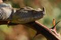 Poskok, Vipera&hellip;