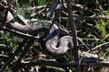 Poskok, Vipera&hellip;
