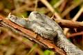 Poskok, Vipera&hellip;