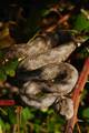Poskok, Vipera&hellip;