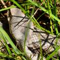 Poskok, Vipera&hellip;