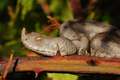 Poskok, Vipera&hellip;
