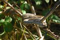 Poskok, Vipera&hellip;