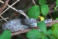 Poskok, Vipera&hellip;