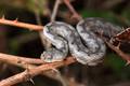 Poskok, Vipera&hellip;