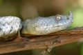 Poskok, Vipera&hellip;