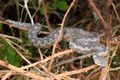 Poskok, Vipera&hellip;
