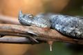 Poskok, Vipera&hellip;