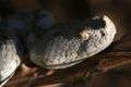 Poskok, Vipera&hellip;