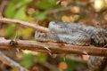 Poskok, Vipera&hellip;