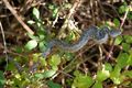 Poskok, Vipera&hellip;