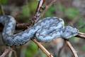 Poskok, Vipera&hellip;