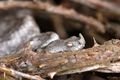 Poskok, Vipera&hellip;
