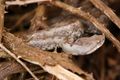 Poskok, Vipera&hellip;