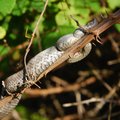 Poskok, Vipera&hellip;