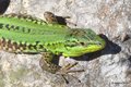 Primorska gušt&hellip;