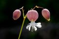 Pušina, Silene&hellip;