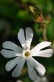 Pušina, Silene&hellip;