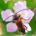 Purpuricenus k&hellip;