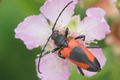 Purpuricenus k&hellip;